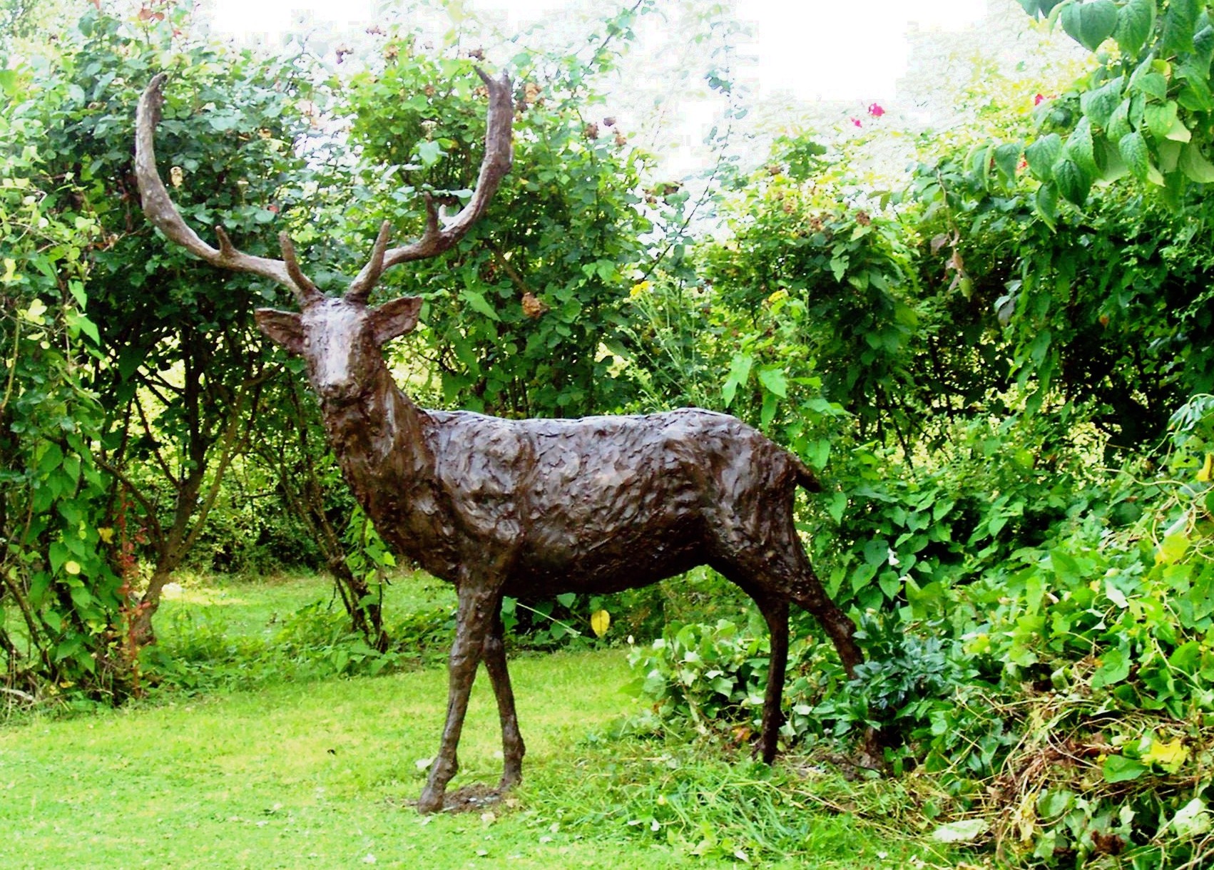 Fallow Deer © Rodney Munday